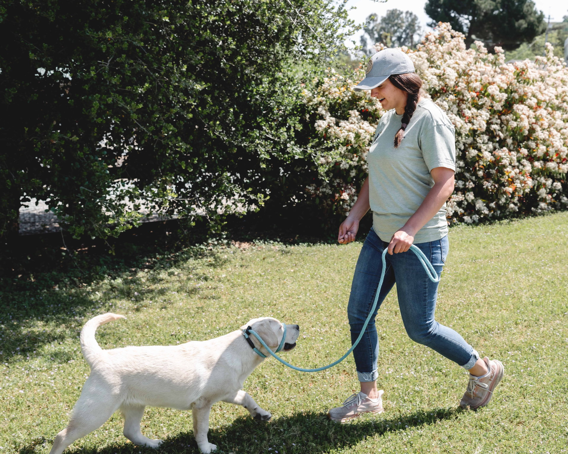 A trainer walking a cream-colored Labrador puppy on a leash outdoors